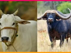 পশ্চিমবঙ্গে পশু জবাইয়ে কঠোর বিধিনিষেধ: সরকারি প্রজ্ঞাপন জারি পশ্চিমবঙ্গে পশু জবাই নিষিদ্ধ