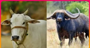 পশ্চিমবঙ্গে পশু জবাইয়ে কঠোর বিধিনিষেধ: সরকারি প্রজ্ঞাপন জারি পশ্চিমবঙ্গে পশু জবাই নিষিদ্ধ