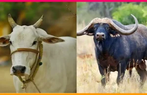 পশ্চিমবঙ্গে পশু জবাইয়ে কঠোর বিধিনিষেধ: সরকারি প্রজ্ঞাপন জারি পশ্চিমবঙ্গে পশু জবাই নিষিদ্ধ