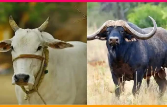 পশ্চিমবঙ্গে পশু জবাইয়ে কঠোর বিধিনিষেধ: সরকারি প্রজ্ঞাপন জারি পশ্চিমবঙ্গে পশু জবাই নিষিদ্ধ