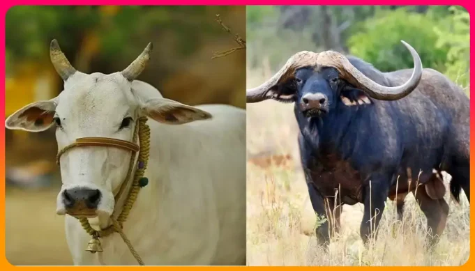 পশ্চিমবঙ্গে পশু জবাই নিষিদ্ধ