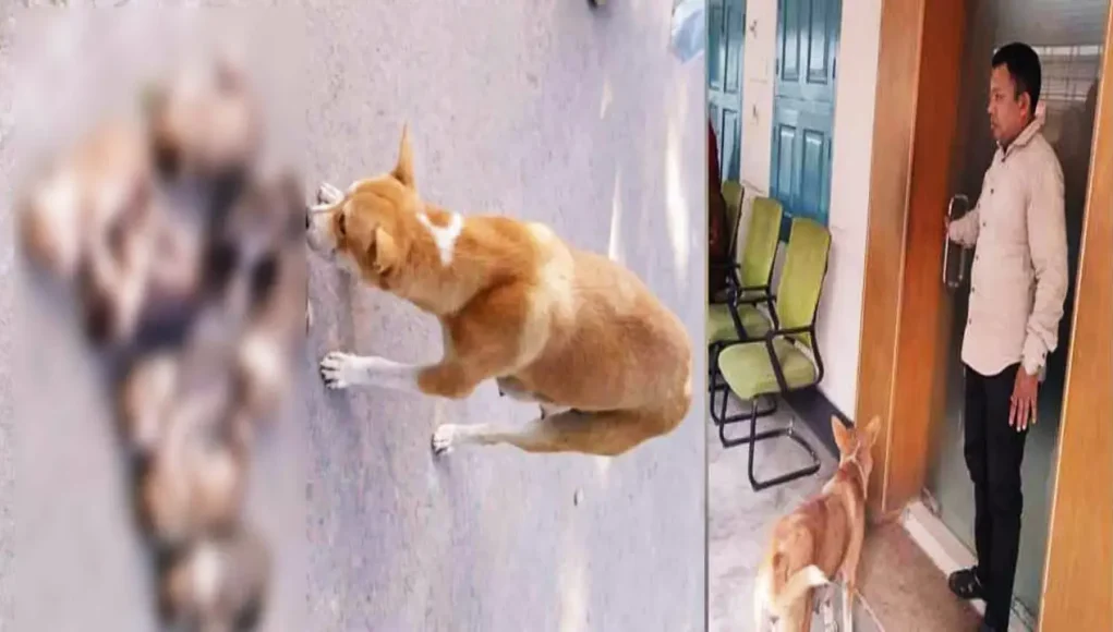 ৮ কুকুর ছানা হত্যা