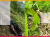 ঘুমধুম সীমান্তে মিয়ানমারের মাইন বিস্ফোরণ: তিন বাংলাদেশি নিহত ঘুমধুম সীমান্তে মাইন