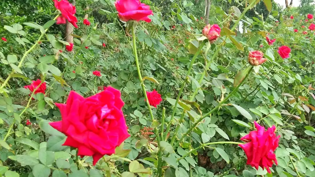 ঢাকার কাছে ডে ট্যুর