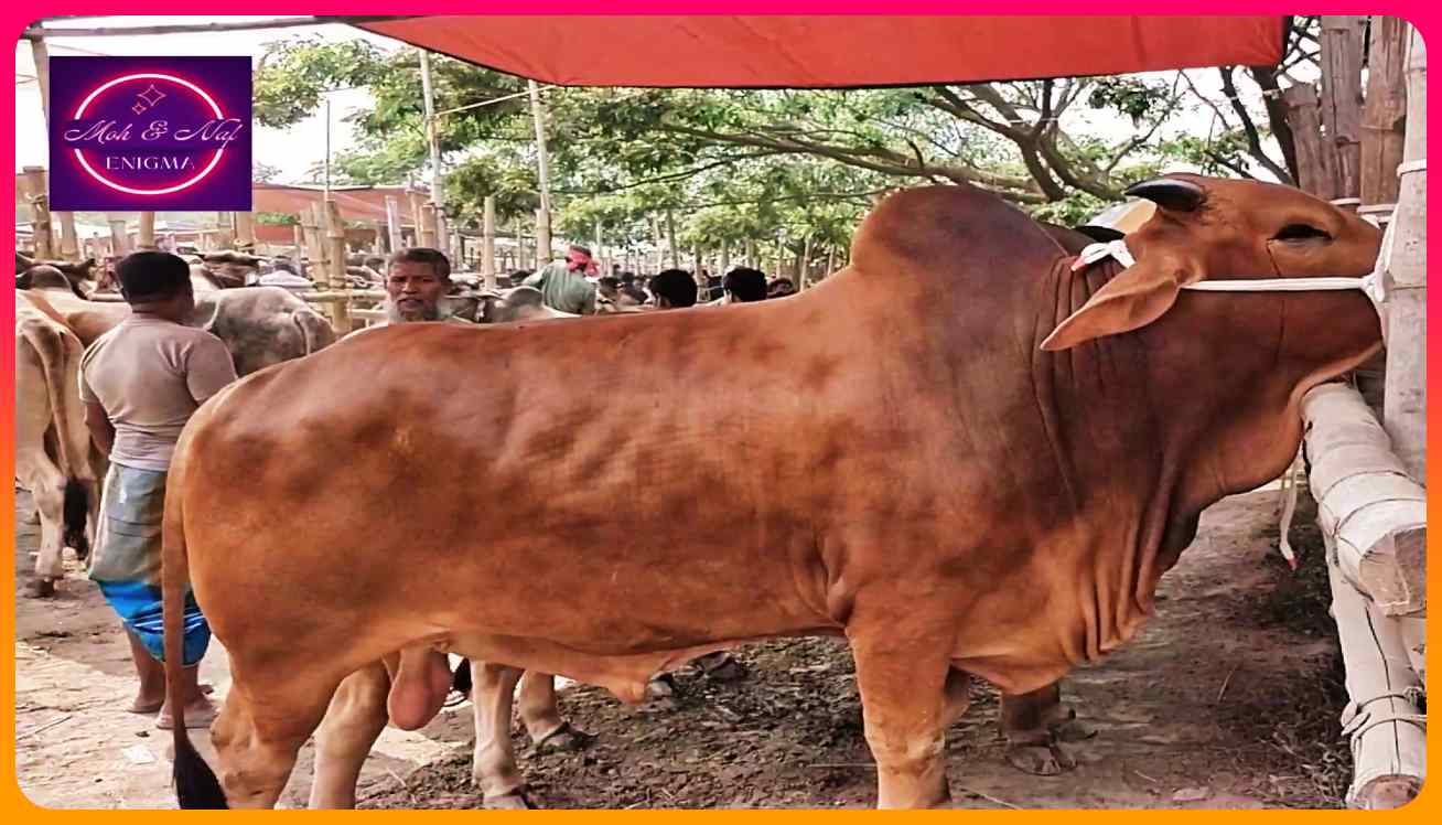 কেজি দরে বিক্রি হচ্ছে