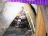 রাজধানীতে সাপের আতঙ্ক: ফ্ল্যাট, পার্কিং ও ছাদে মিলছে বিষধর গোখরা ও রাসেল’স ভাইপার! রাজধানীতে সাপের আতঙ্ক