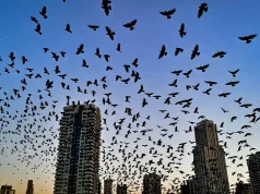 তেল আবিবের আকাশে হাজার হাজার কাক: ‘মহাপ্রলয়ের ইঙ্গিত’ ভাবনায় কাঁপছে ইসরায়েল তেল আবিব আকাশ