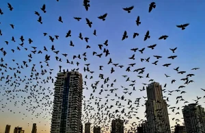 তেল আবিবের আকাশে হাজার হাজার কাক: ‘মহাপ্রলয়ের ইঙ্গিত’ ভাবনায় কাঁপছে ইসরায়েল তেল আবিব আকাশ